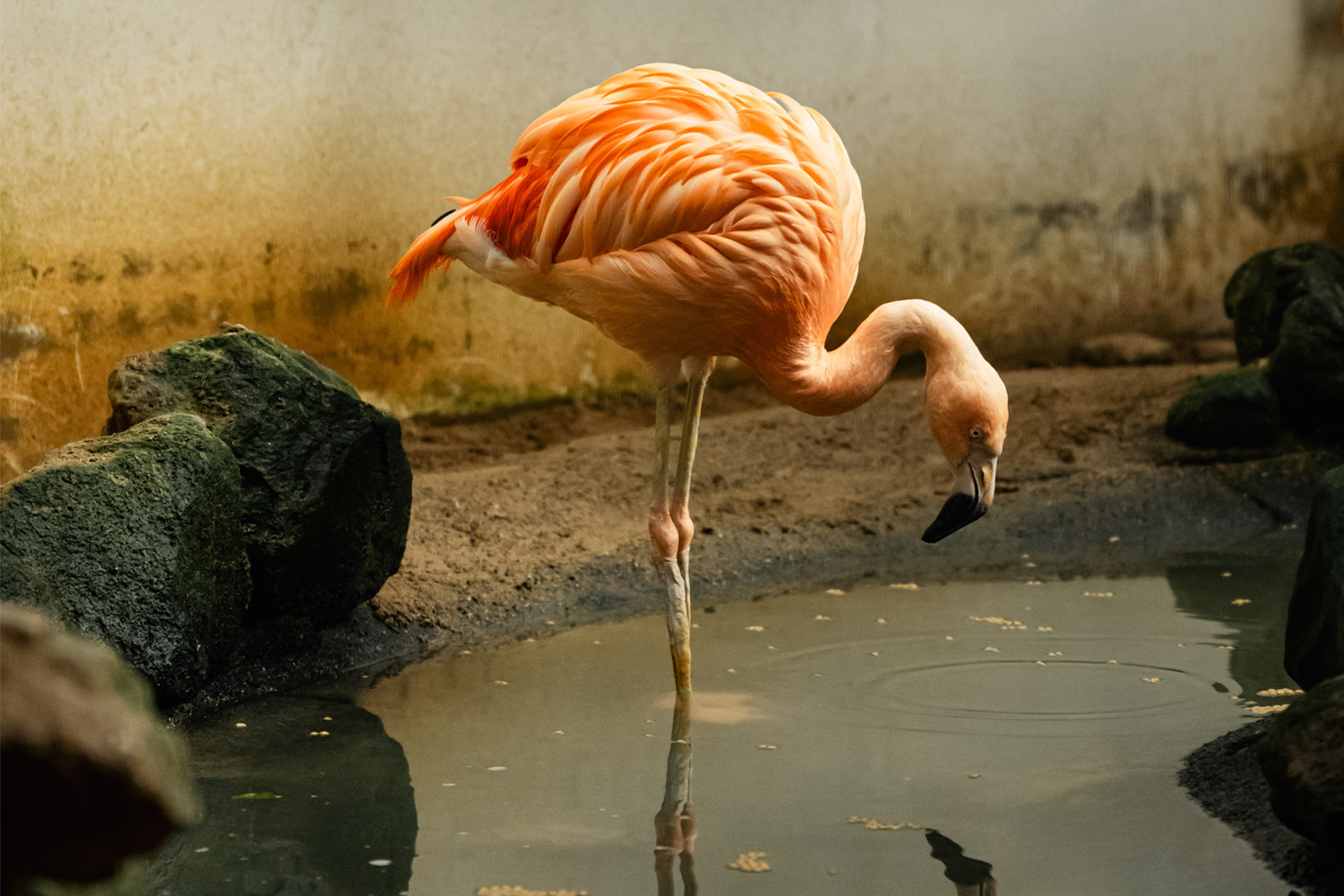 草津熱帯圏オープン時から飼育されているフラミンゴ